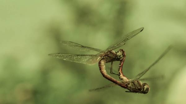 Photograph Vinodh Rathnasabapathy  Making Love In Air on One Eyeland